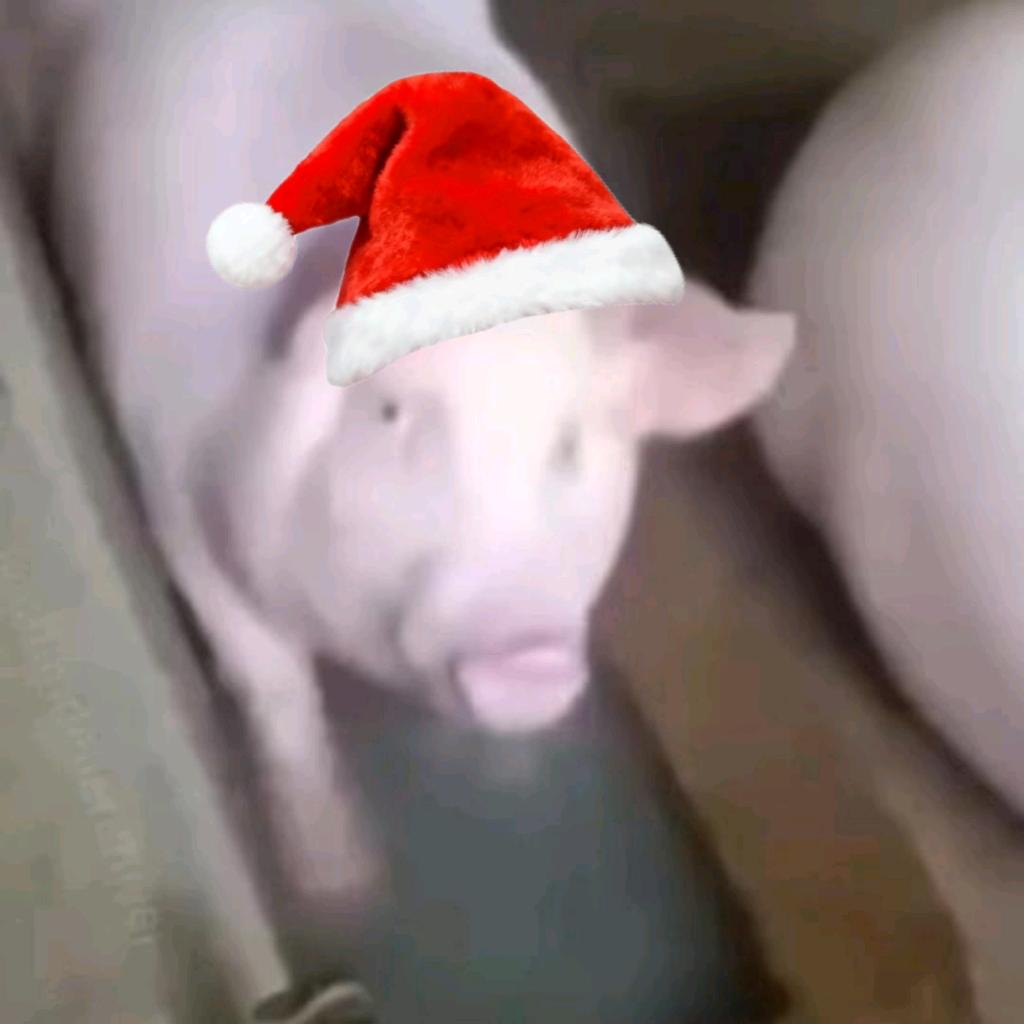 如果幸福是一头猪