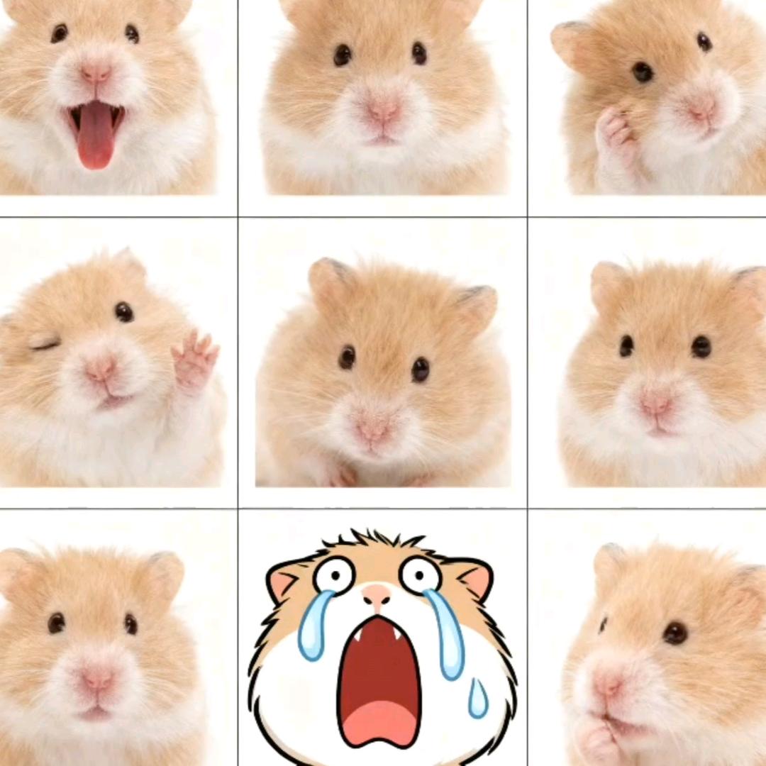 ﹌○﹌