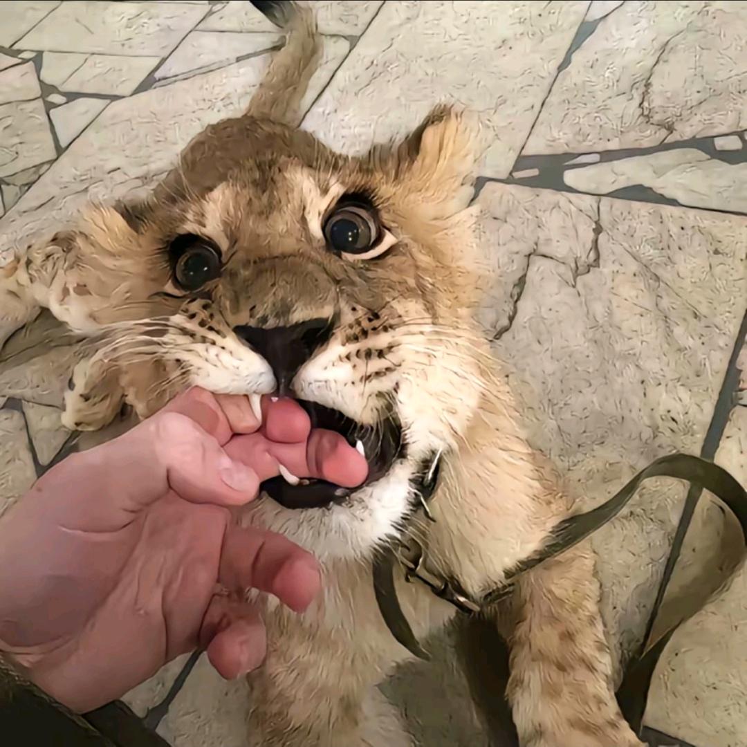 雄狮