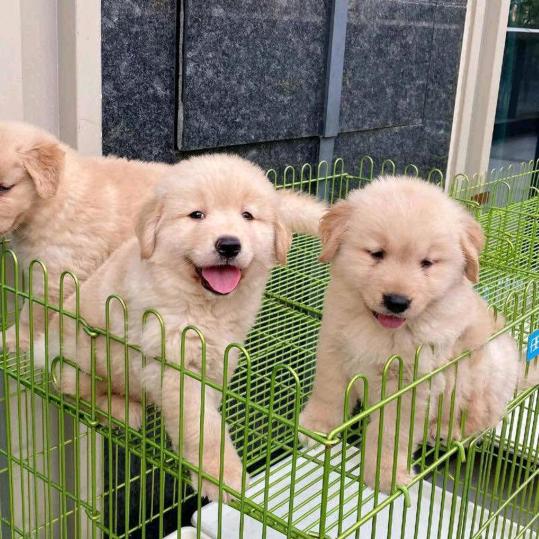 宠物博主