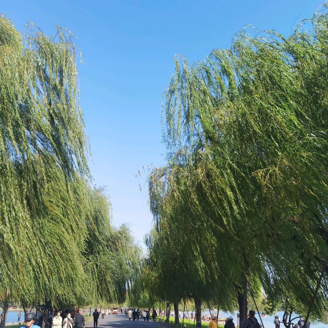 青河绝恋