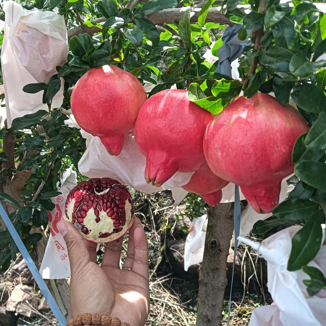 🕊ℳ温酒会理软籽石榴，代发，出口。