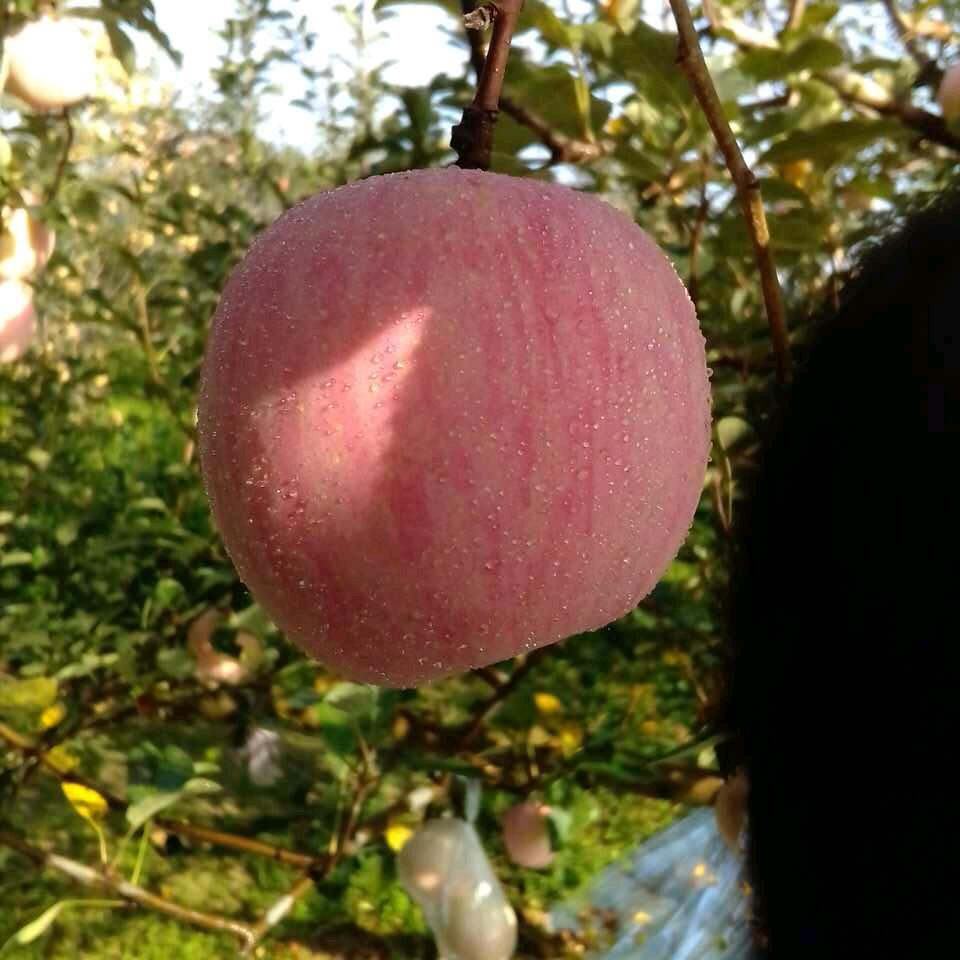 霸占你的温柔