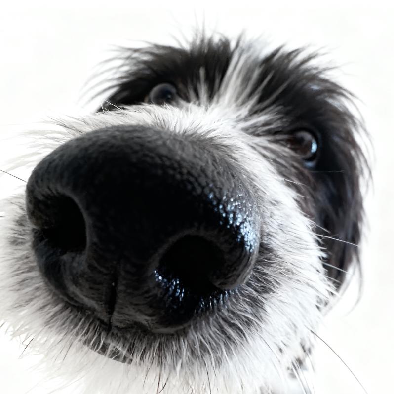 世纪末彼岸花丛中的死之结界