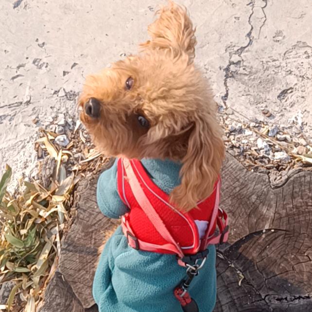 酸奶是只小泰迪(´-ω-`)