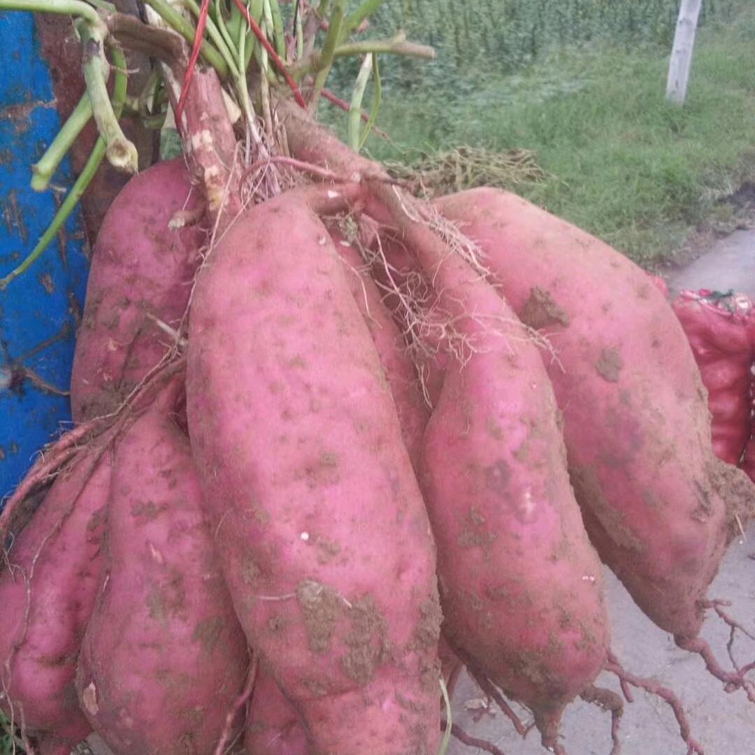 美味的红薯粉条