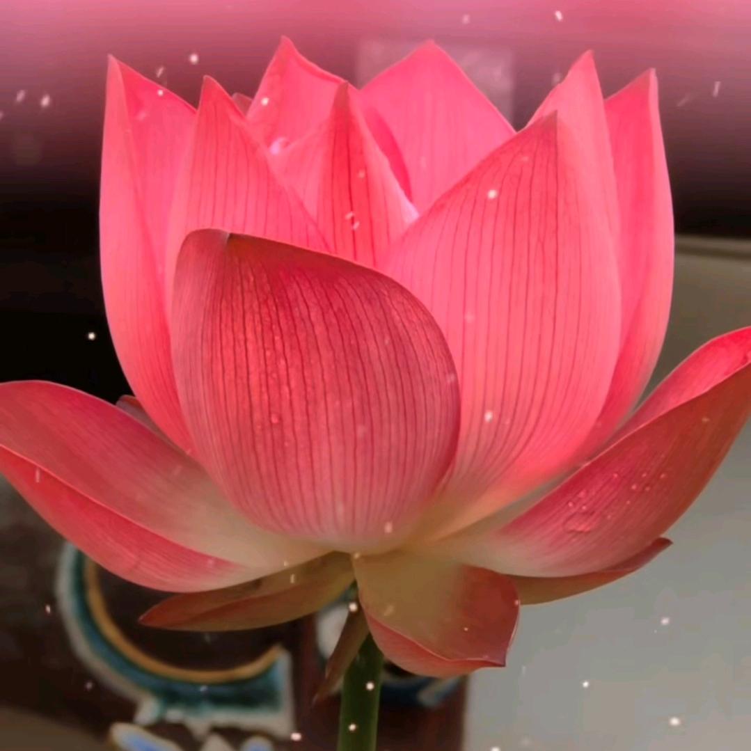 芬陀利华