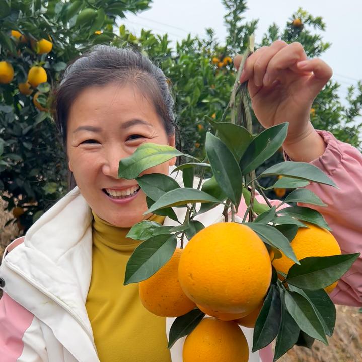 客家英子直播好物