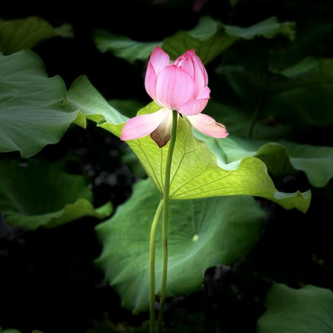 @岁月静好，越来越好