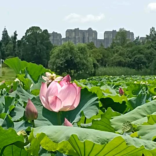 🌹樊英姿🌹