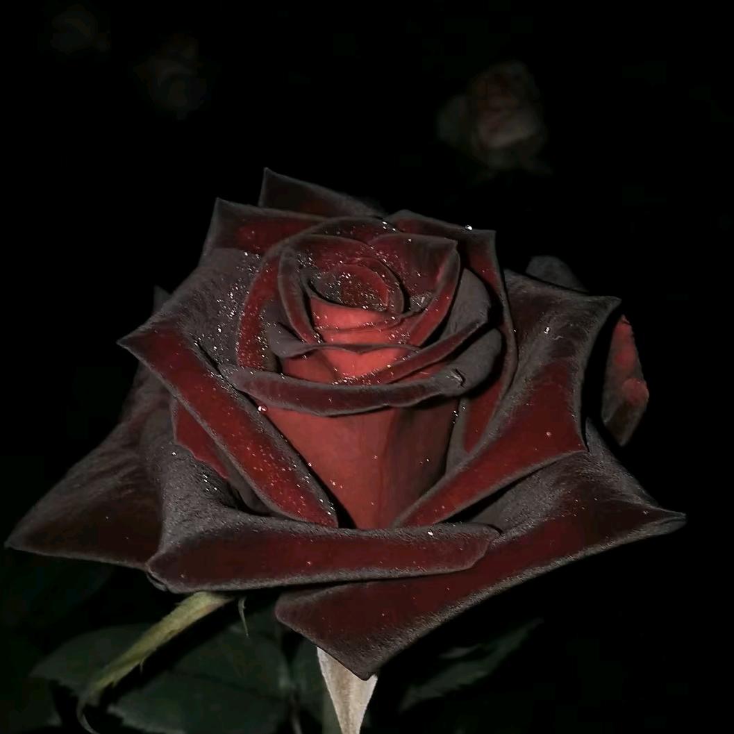 梧桐叶花坊