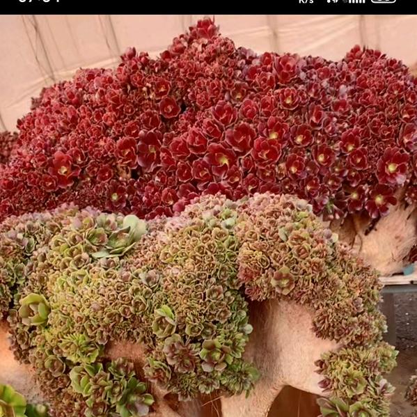 ༺ཉི།暖于情¹³¹⁴།ཉྀ༻