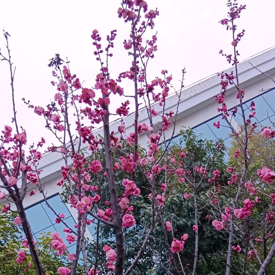🌴《喜欢春天》🌹