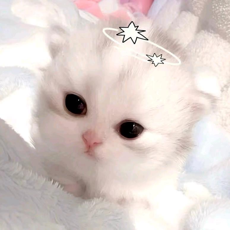 兮兮（直播号）