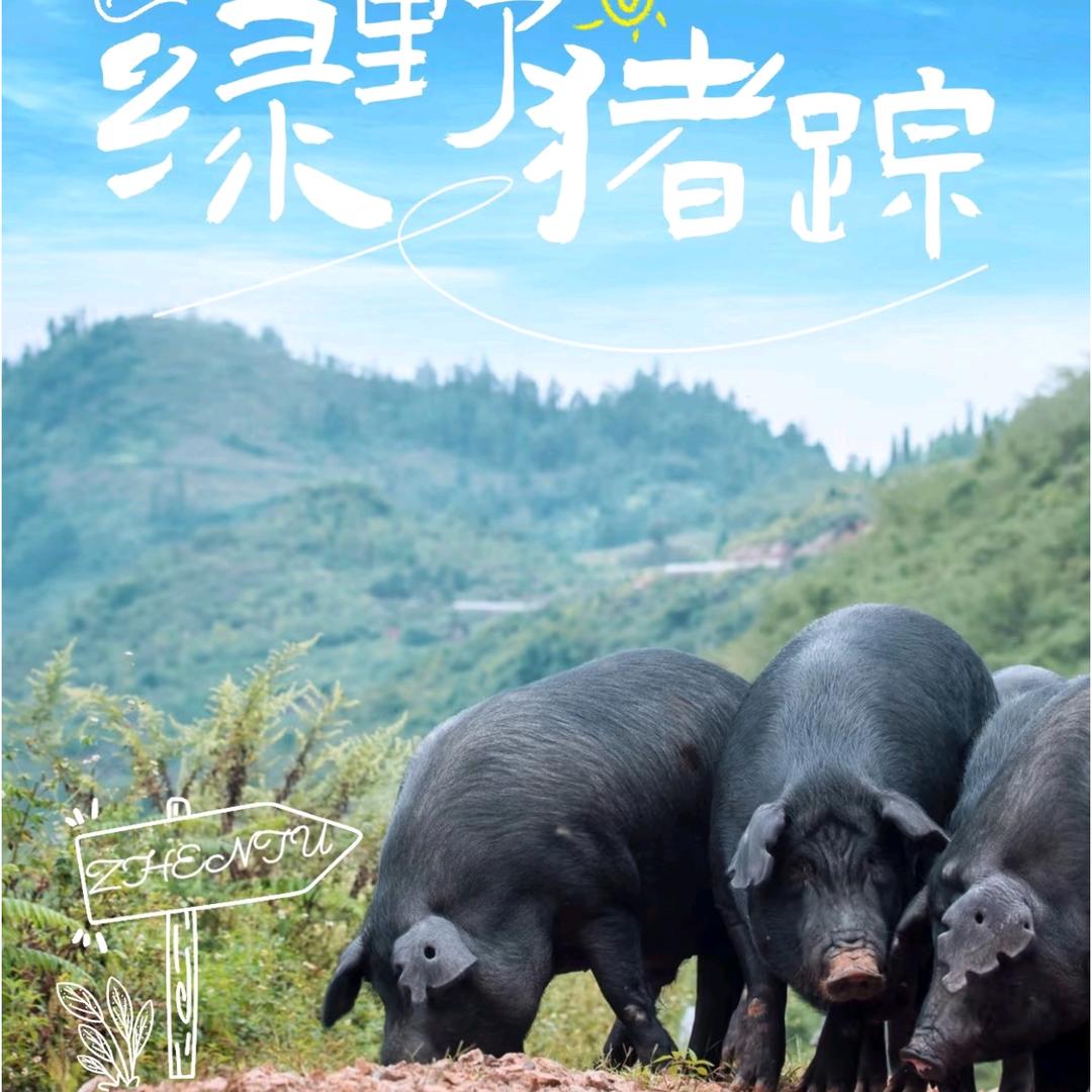 沂蒙山跑山猪