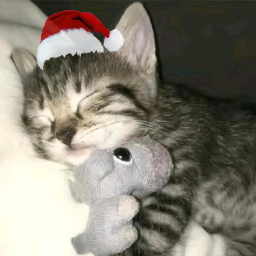 (๑•̌.•̑๑)ˀ̣ˀ̣