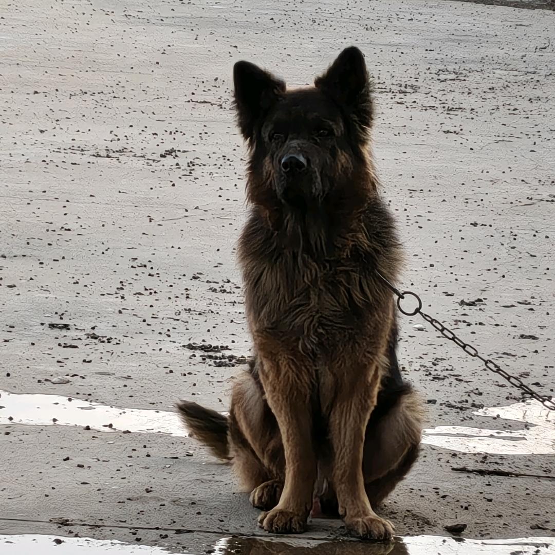 牛羊肉批发阿疯