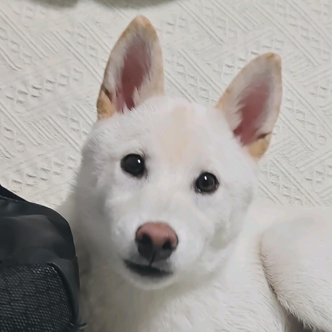 梦多（小小六妈）