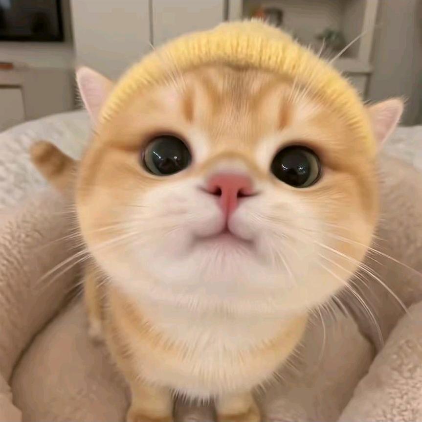 凡凡（主机游戏）