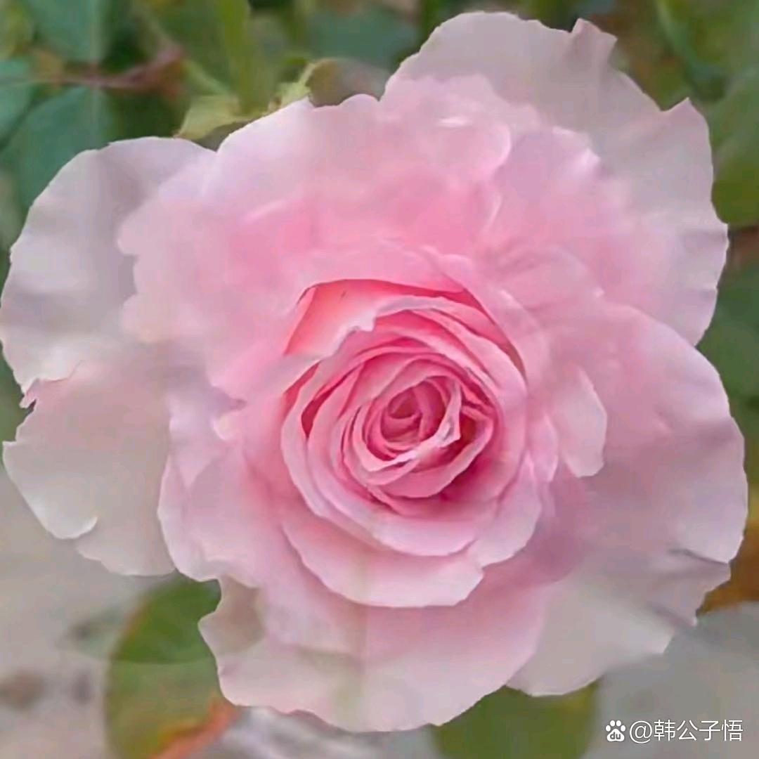 唐四妹