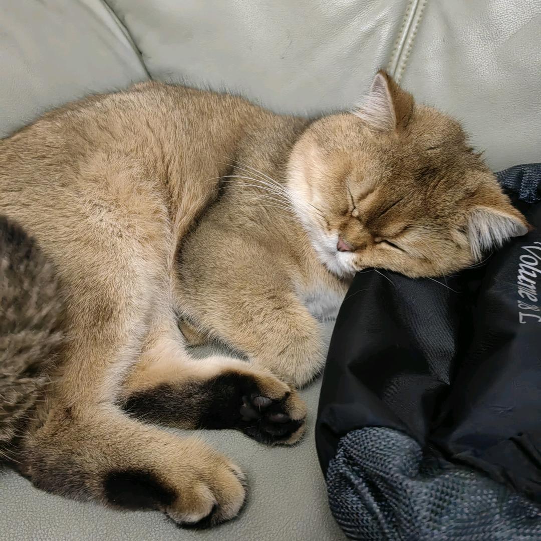 土豆饼𓃵༄྄ེིོུ