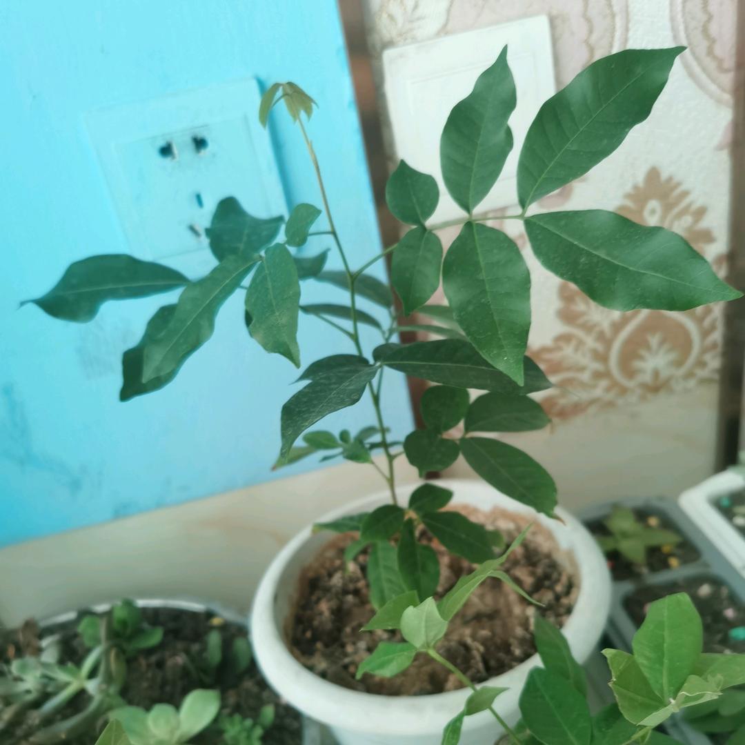 洋花子种的桂圆树
