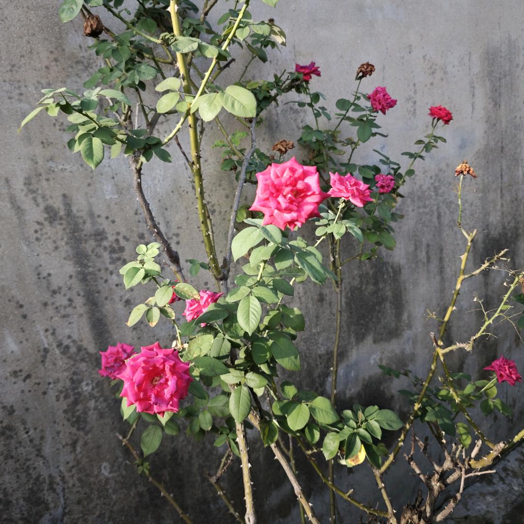 安丰十五年女装