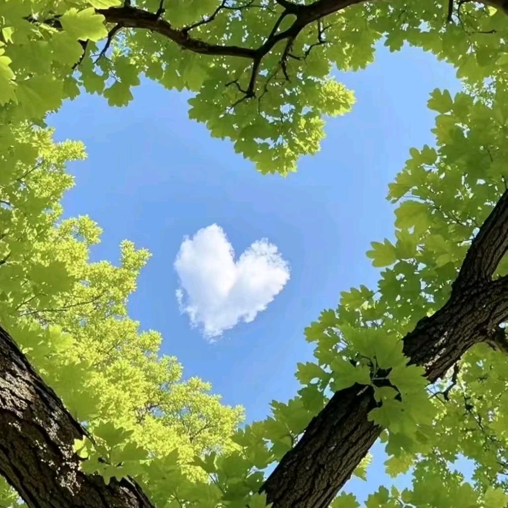 梅有烦恼