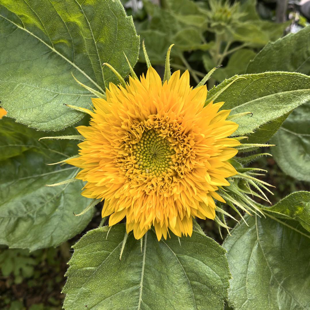 蜡笔小飞