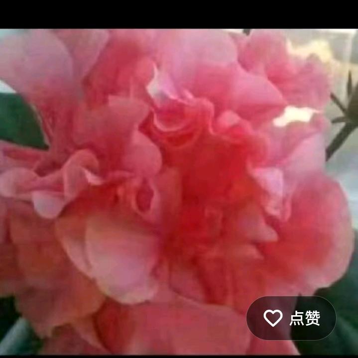 小丽