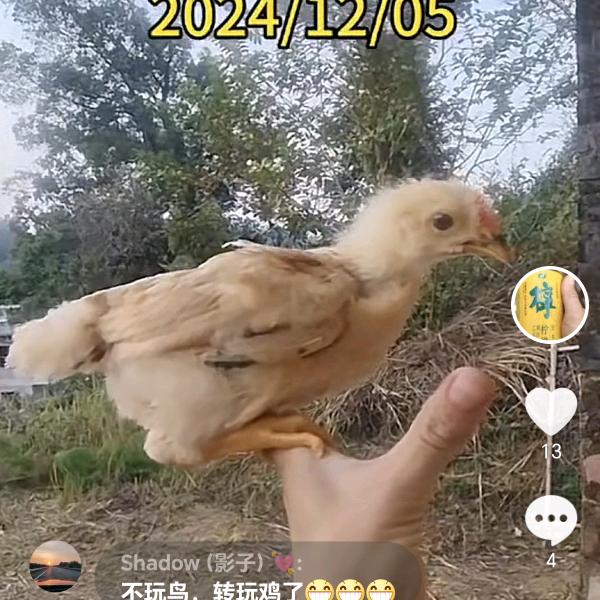 生态养殖土鸡土鸭