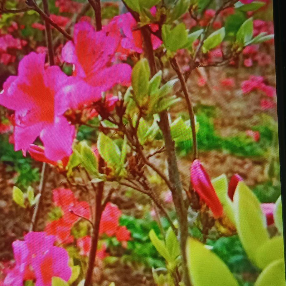 修娟🌺