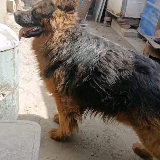 肥龙养犬场