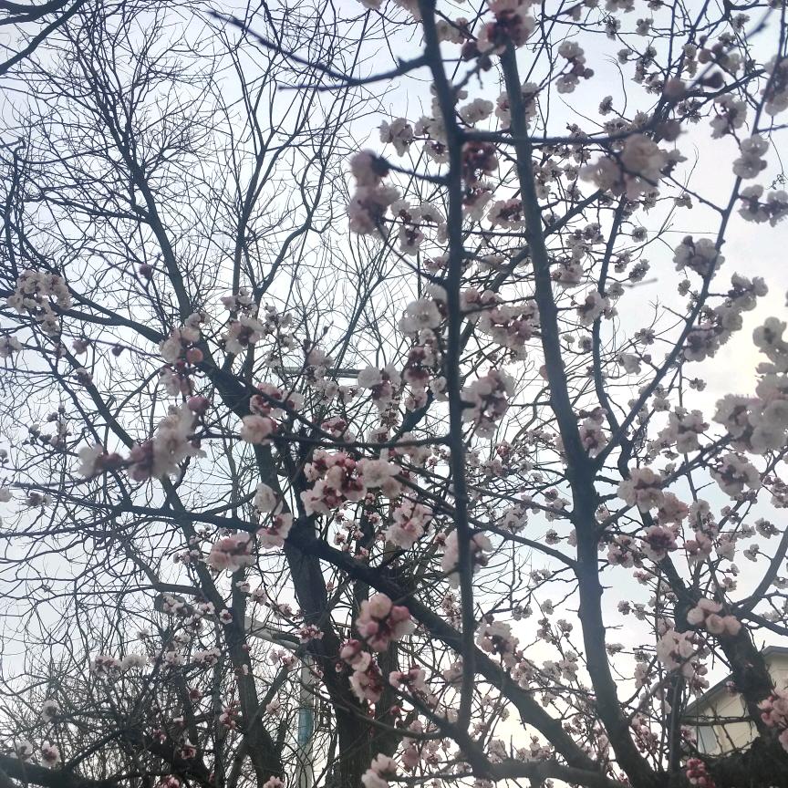 小哥