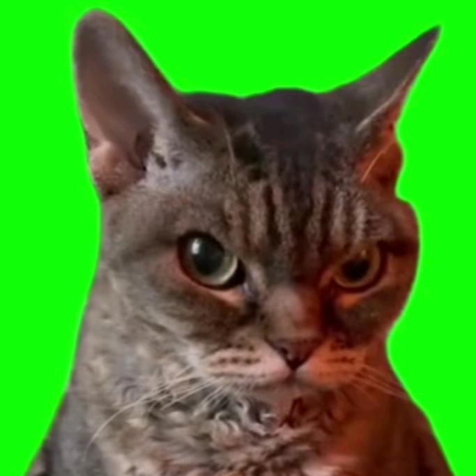 ，，，猫meme大剧场