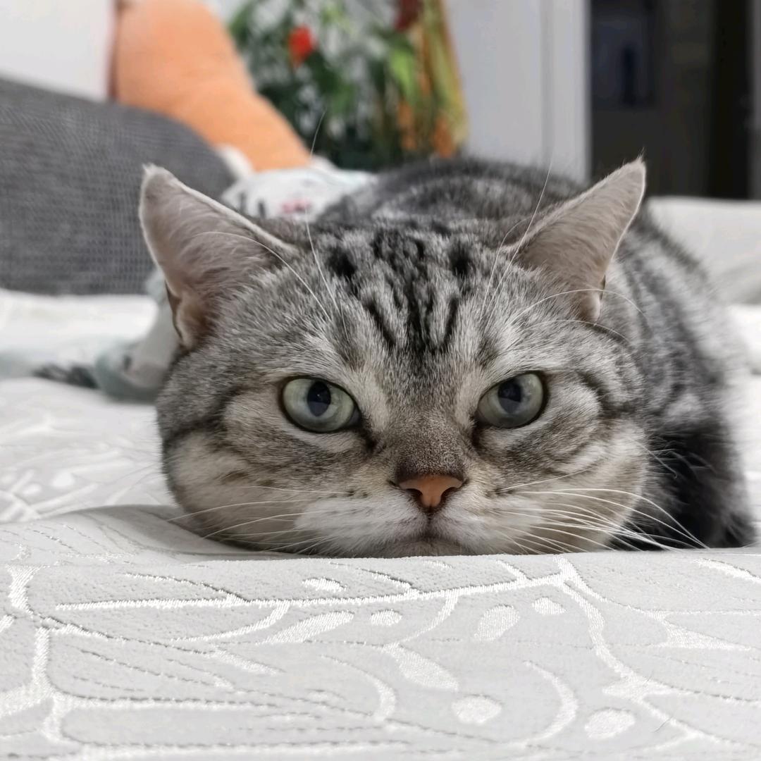吴小吴