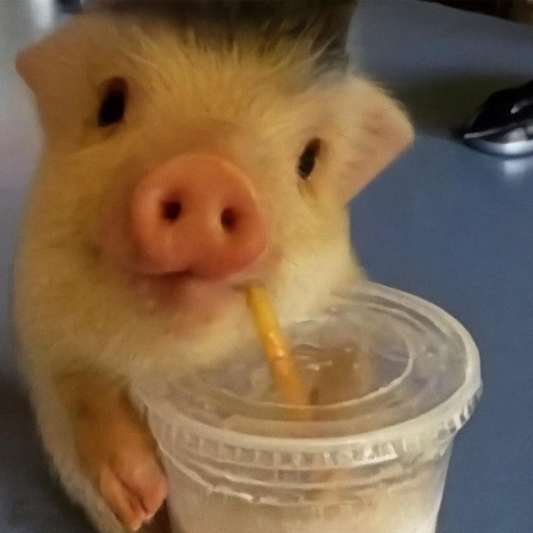 🐷Class