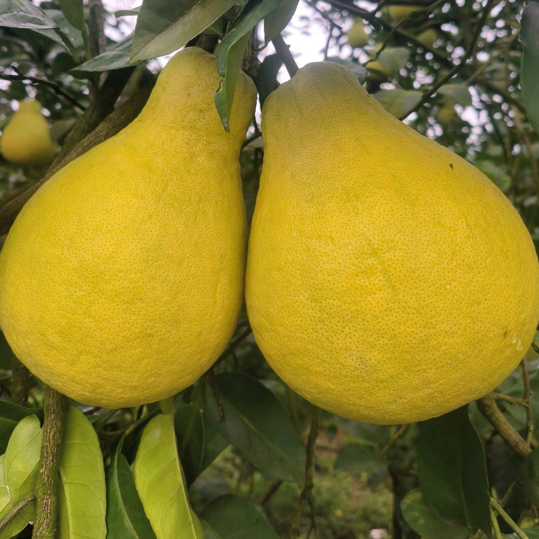 佳淇淘果园(长寿沙田柚）