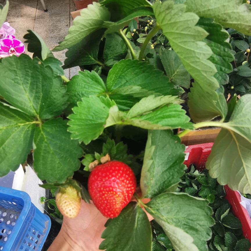 凯叔高端进口水果