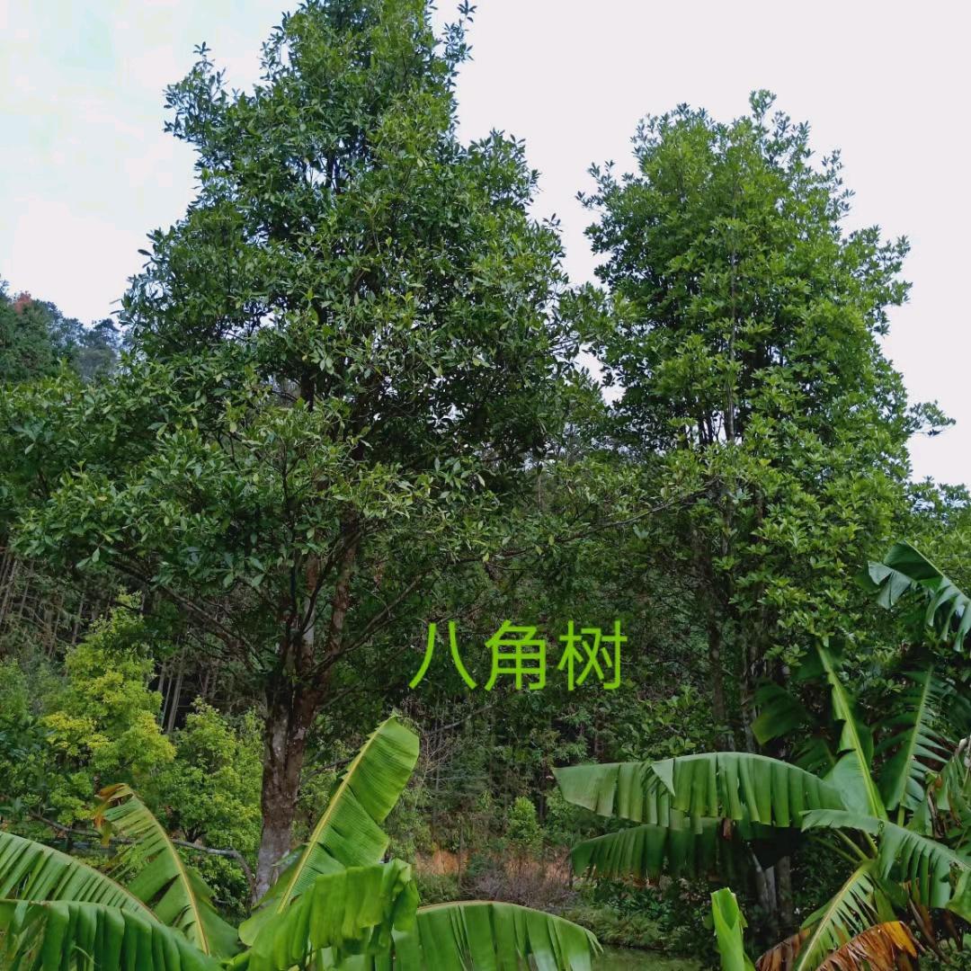 八角妹