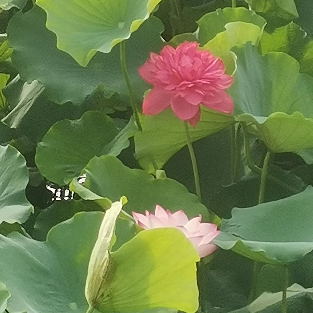 浪迹天涯