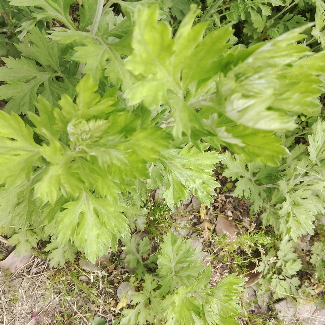 搬砖老姚