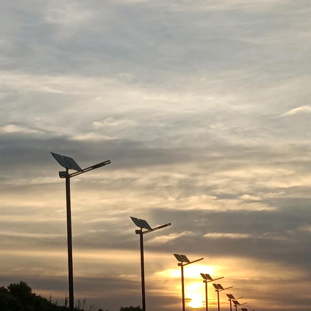 枸杞意中人