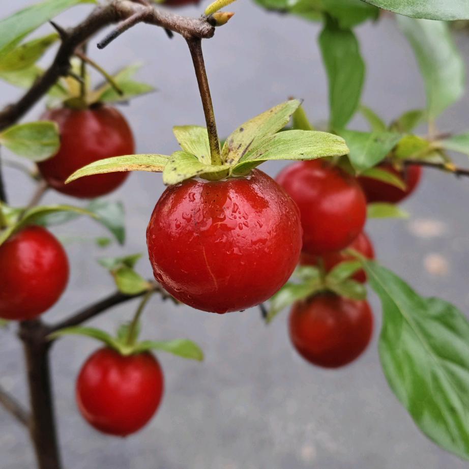 AA小从『皖湘盆景园』