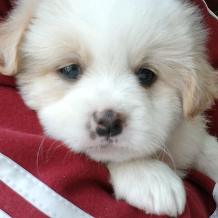 麋鹿让你不迷路