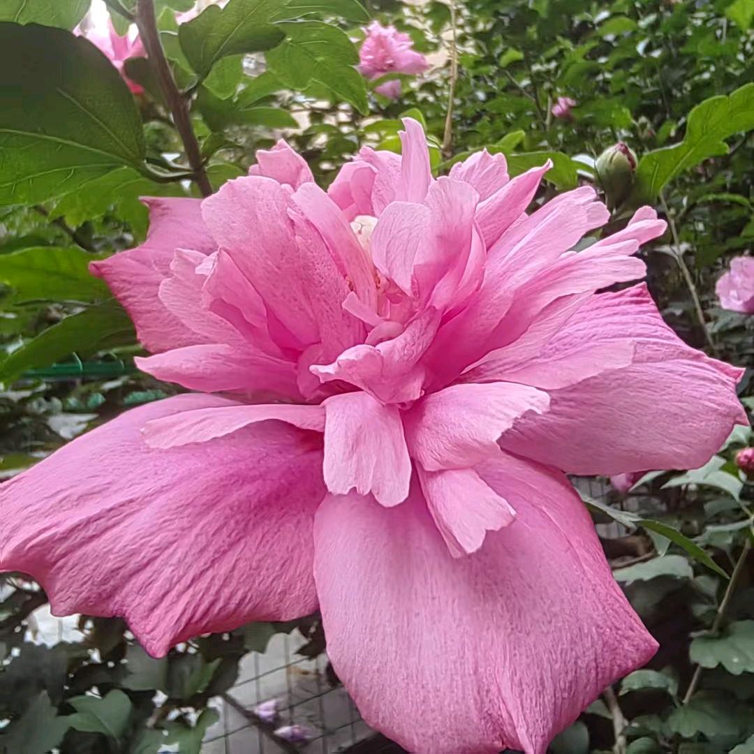 心灵相夕