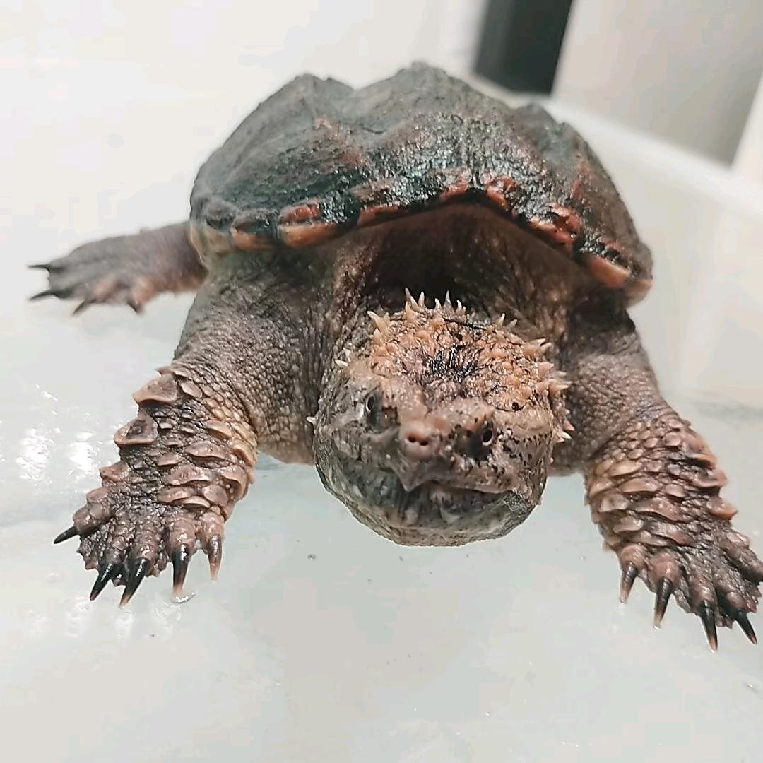 爱养鱼的张同学