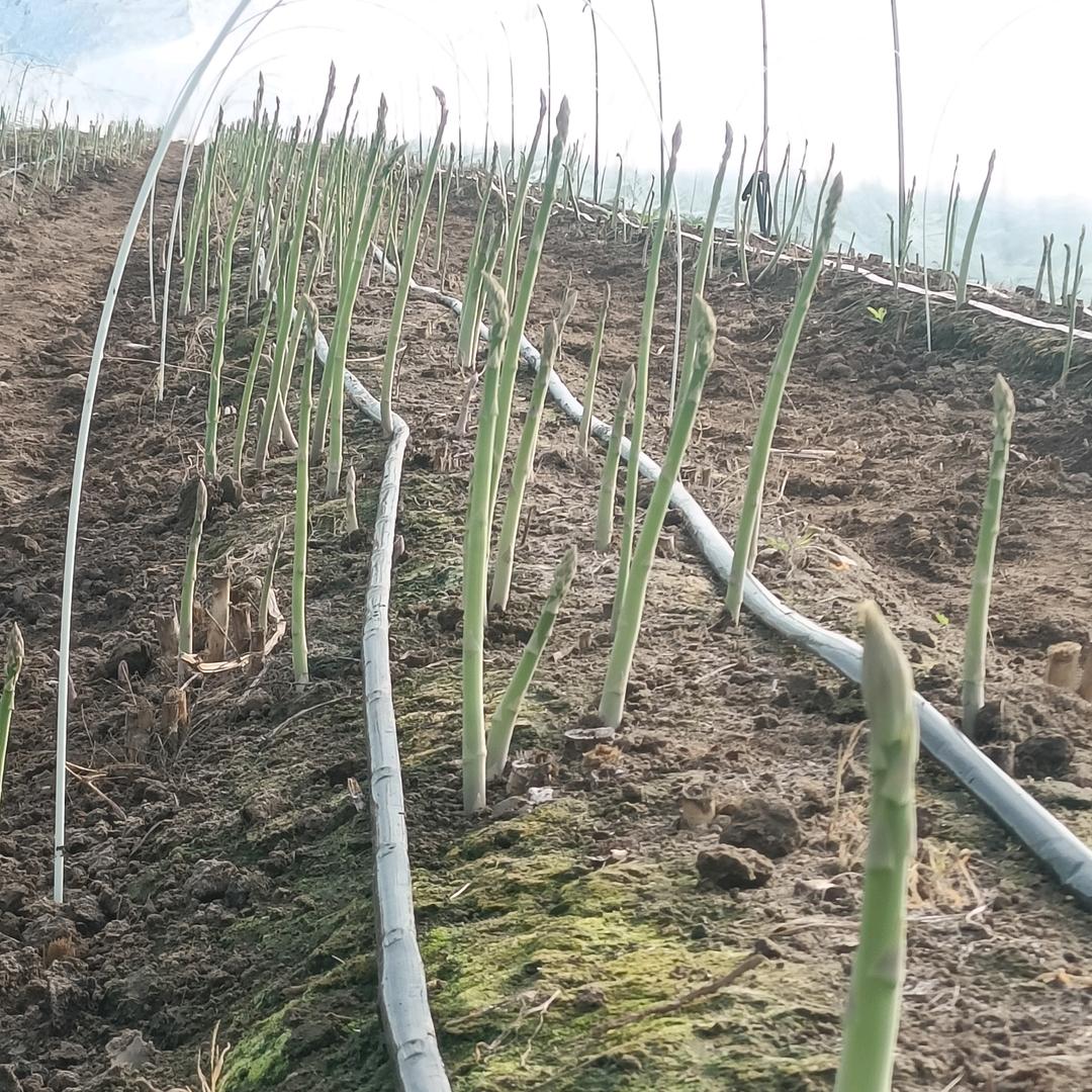 豫鑫芦笋种植基地