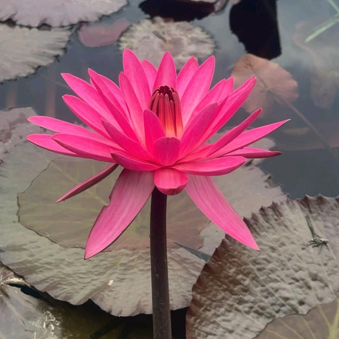 爱喝芋圆葡萄🍇