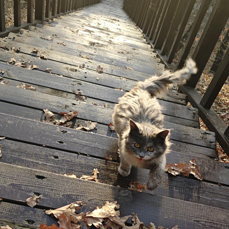 阿波菲斯式的触碰